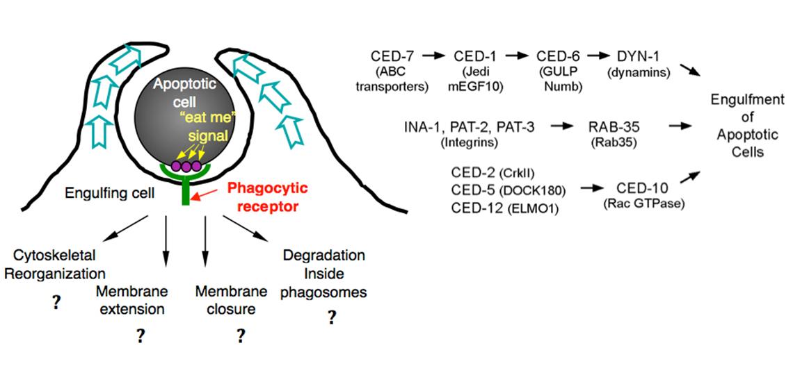 Engulfment Pathway