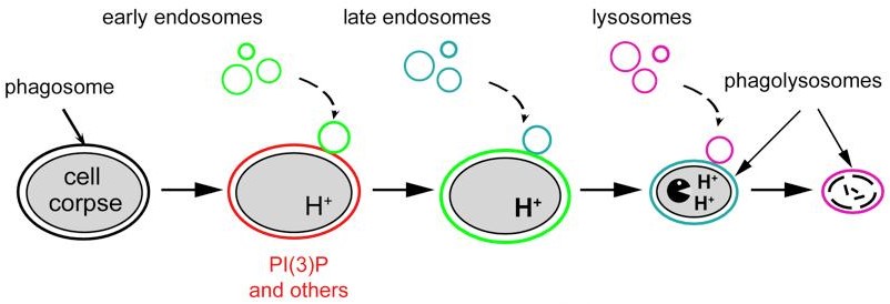 Phagosome Maturation